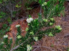 Erica triflora