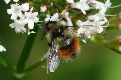 Forest Bumble Bee