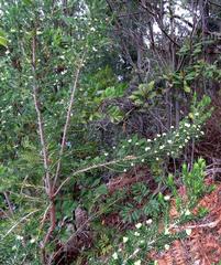 Erica triflora