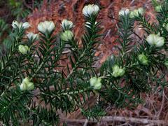 Erica triflora