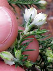 Erica triflora