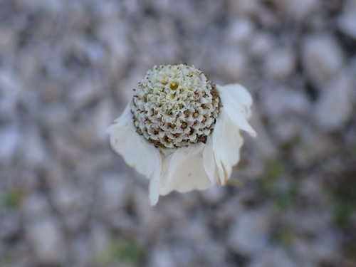 Image of Achillea oxyloba by (c) Elias, some rights reserved (CC BY)