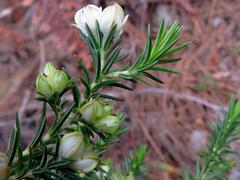 Erica triflora