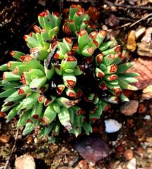 Machairophyllum albidum