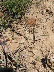 Gladiolus permeabilis permeabilis