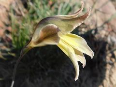 Gladiolus permeabilis permeabilis