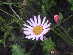 Athrixia heterophylla heterophylla
