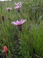 Athrixia heterophylla heterophylla