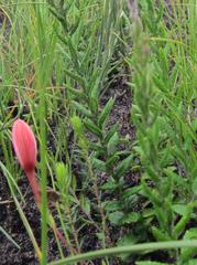 Athrixia heterophylla heterophylla