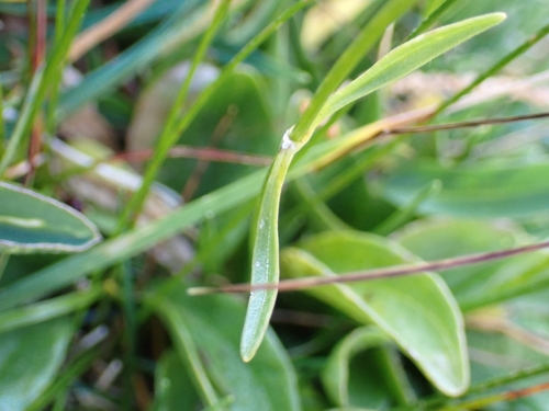 Image of Valeriana saxatilis by (c) Elias, some rights reserved (CC BY)