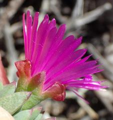 Lampranthus salicola