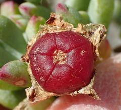 Lampranthus salicola