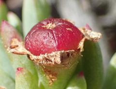 Lampranthus salicola