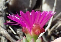 Lampranthus salicola
