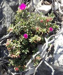 Lampranthus salicola