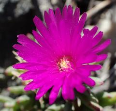 Lampranthus salicola