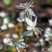 Chlorophytum undulatum - Photo (c) magriet b, alguns direitos reservados (CC BY-SA), uploaded by magriet b