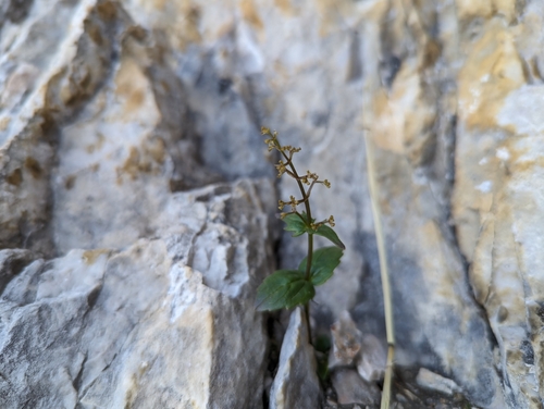 Image of Valeriana elongata by (c) Elias, some rights reserved (CC BY)