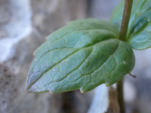 Image of Valeriana elongata by (c) Elias, some rights reserved (CC BY)