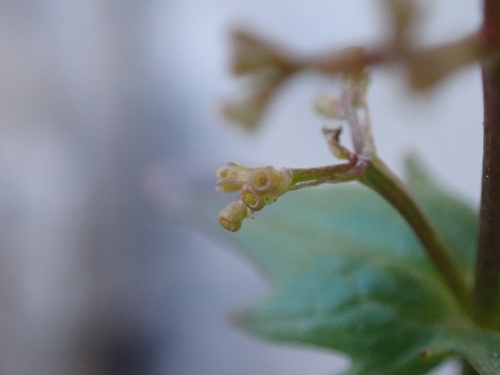Image of Valeriana elongata by (c) Elias, some rights reserved (CC BY)