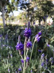 Lavandula pinnata