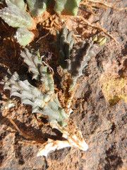Duvalia caespitosa caespitosa