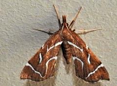 Panotima angularis