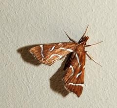 Panotima angularis