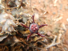 Duvalia caespitosa caespitosa