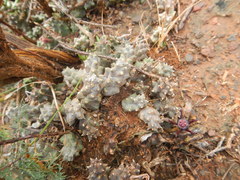 Duvalia caespitosa caespitosa