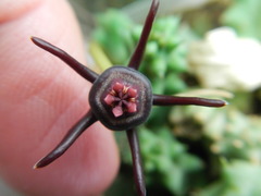 Duvalia caespitosa caespitosa