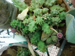 Duvalia caespitosa caespitosa