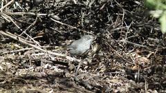 Curruca subcoerulea subcoerulea