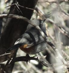 Curruca subcoerulea subcoerulea