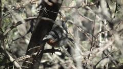 Curruca subcoerulea subcoerulea