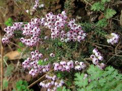Erica strigosa