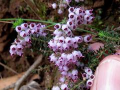 Erica strigosa