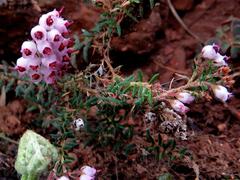 Erica strigosa