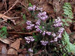 Erica strigosa