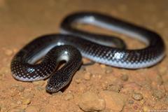 Lycophidion capense capense