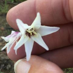 Gladiolus trichonemifolius