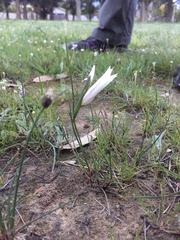 Gladiolus trichonemifolius
