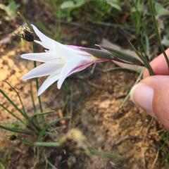 Gladiolus trichonemifolius