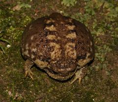 Breviceps gibbosus