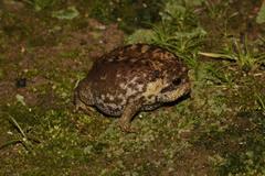 Breviceps gibbosus