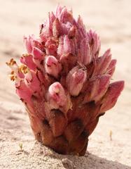 Hyobanche thinophila