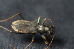 Neocicindela