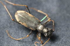 Neocicindela