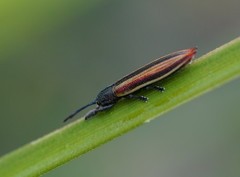 Eurispa vittata