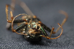 Neocicindela